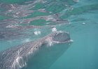 Oslob Whale Shark
